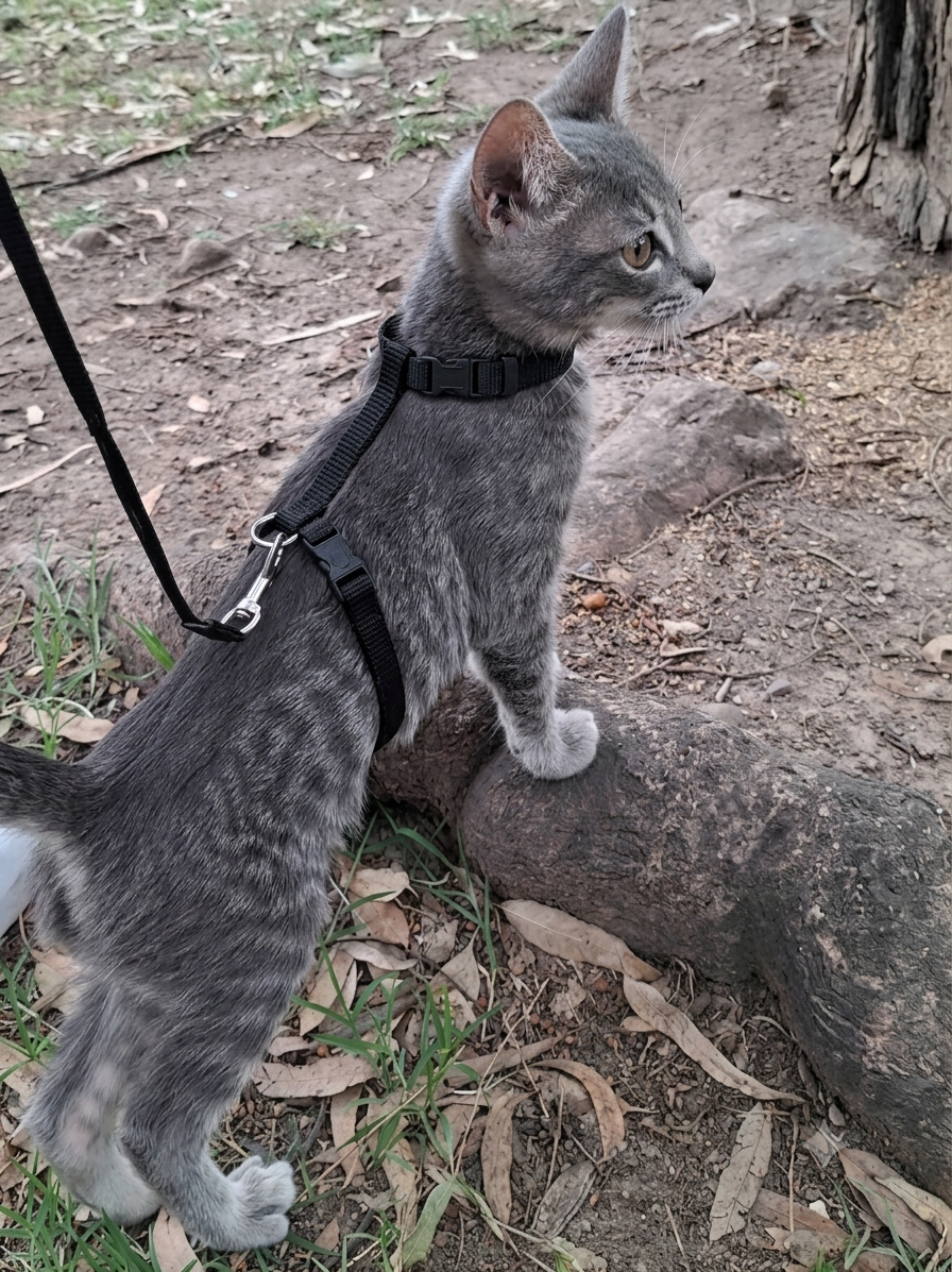 Pechera Arnés Ajustable Para Gato